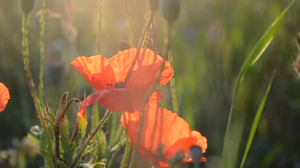 Klaproos bloem in een veld bij dageraad — Stockvideo