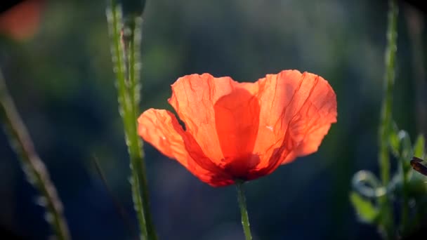 Poppy flower in a field at dawn — Stock Video