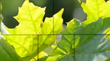 akçaağaç yakın çekim Rüzgar güneşli bir günde bırakır.