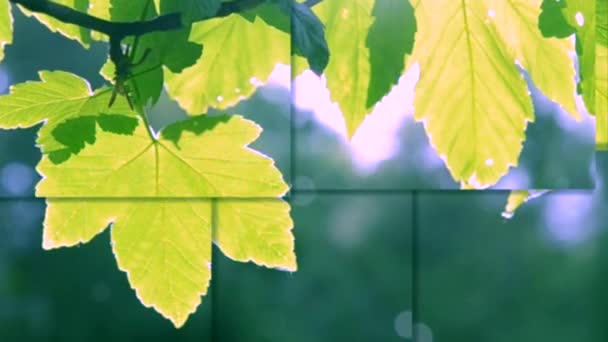 Hoja verde en primer plano sobre un fondo gris borroso con iluminación solar . — Vídeos de Stock