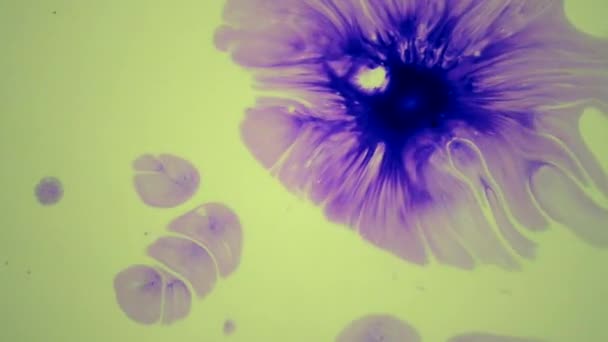 Krásné šíření purpurové inkoustové kapky na žluté mokré hladkém povrchu. — Stock video