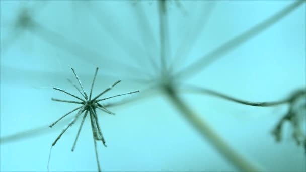 Droog gras bewegen in de wind in de wazige blauwe achtergrond — Stockvideo