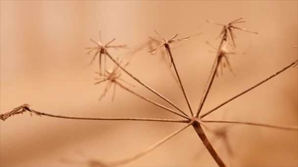 Dry grass moving in the wind in the blurry red brown background — Stock Video