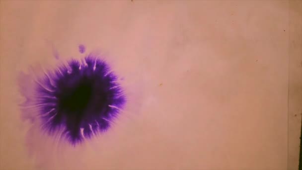 Piękne, rozprzestrzeniania się fioletowy atrament krople na mokre różowy gładka powierzchnia. — Wideo stockowe