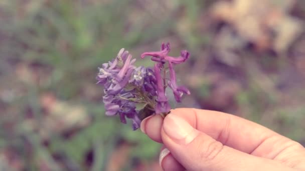 Meisje met een kleine veld bloem in haar hand. — Stockvideo