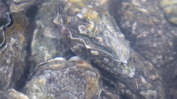 Oester in water — Stockvideo