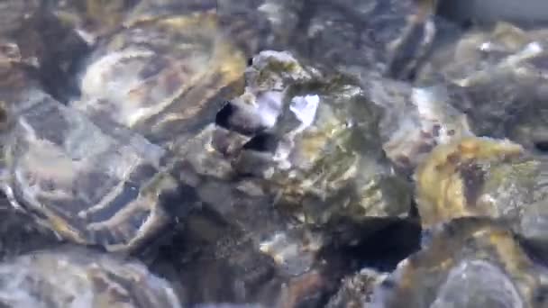 Huître dans l'eau — Video