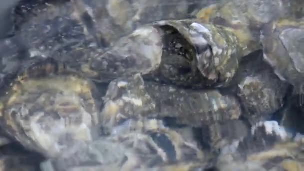 Austern im Wasser — Stockvideo