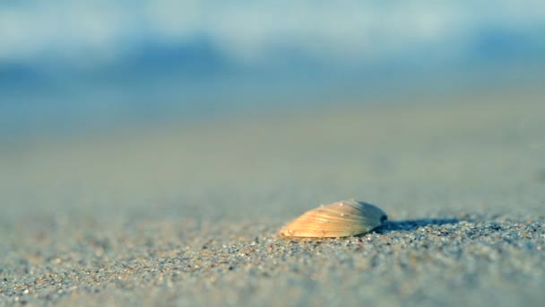 Piccolo guscio giallo sabbia spiaggia onde mare — Video Stock