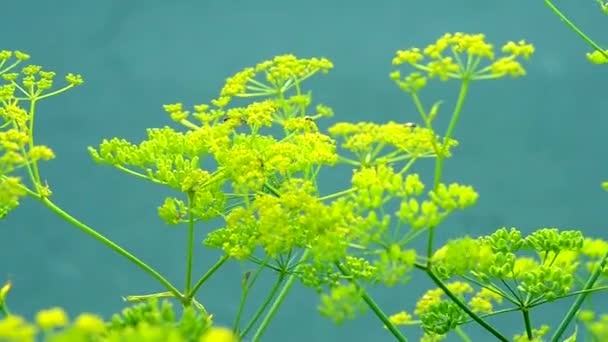 Inflorescence of a yellow flower dill against a blue background — Stock Video