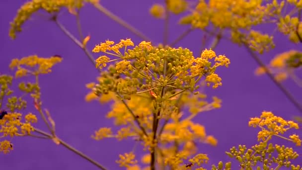 Blomställning av en gul blomma dill mot en blå bakgrund — Stockvideo