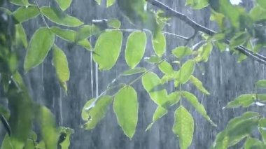 Gündüzleri ağır yağmur duş sağanak sağanak yağış geliyor.