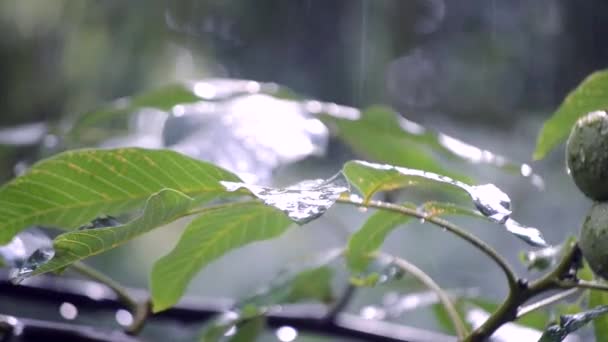 Chuva forte chuva chuvosa chuva turva chuva vem durante o dia . — Vídeo de Stock