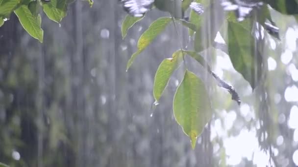 Zware regendouche stortbui wolkbreuk regenval komt in de overdag. — Stockvideo