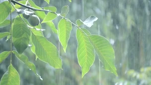 Przychodzi ulewny deszcz prysznic ulewa cloudburst opadów w ciągu dnia. — Wideo stockowe