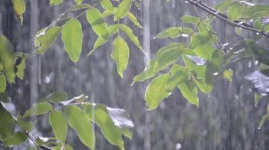 Gündüzleri ağır yağmur duş sağanak sağanak yağış geliyor.