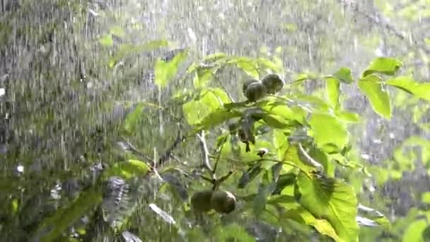 Сильний дощ душ вниз хмарний спалах дощ приходить вдень . — стокове відео