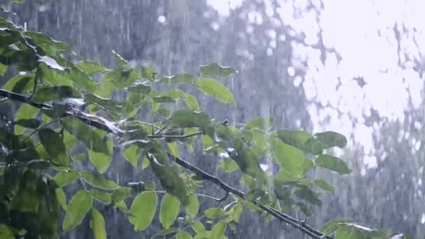 大雨シャワー大雨どしゃぶりの降雨は、昼間. — ストック動画