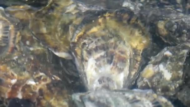 Oester in water — Stockvideo