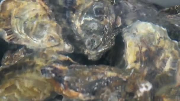 Ostron i vatten — Stockvideo