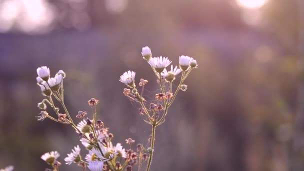 Małe białe stokrotki rano w polu na ciemnym tle — Wideo stockowe