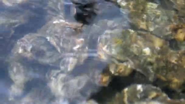 Ostron i vatten — Stockvideo