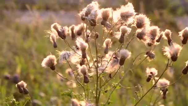 Zachte pluizige witte plant bloeit in het veld bij zonsopgang, zonsondergang — Stockvideo