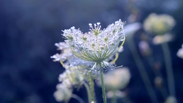 Encantadora preciosa y mágicamente hermosa Inflorescencia — Vídeo de stock