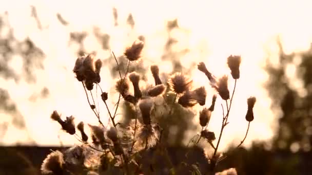 Black dark silhouette soft fluffy white plant flowers in the field — Stock Video