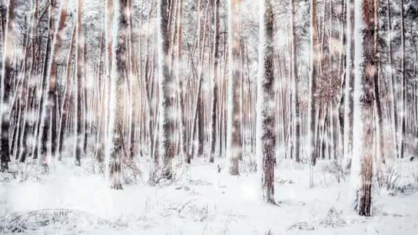 Vackra snötäckta träd Gran i skogen på vintern under ett snöfall — Stockvideo