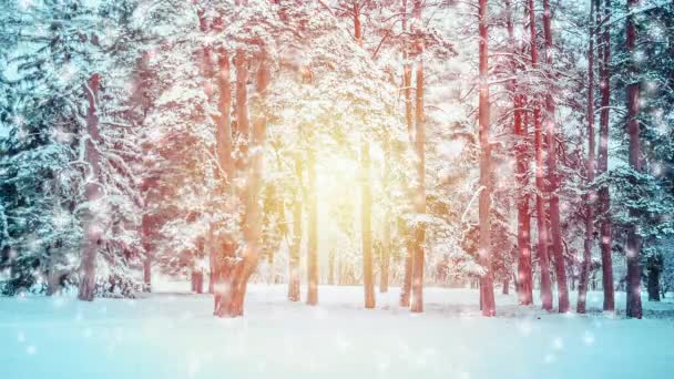 Bellissimi alberi innevati abete rosso nella foresta in inverno durante una nevicata — Video Stock