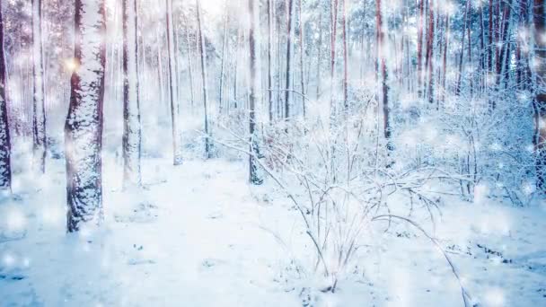 Vackra snötäckta träd Gran i skogen på vintern under ett snöfall — Stockvideo