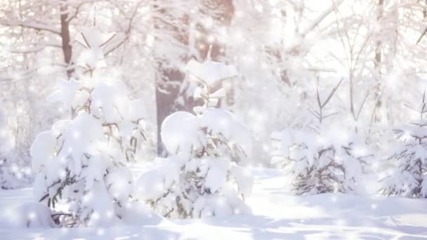 Little cute Christmas tree pokryte śniegiem w lesie w słoneczny dzień jasny — Wideo stockowe