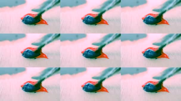 Misturando a tinta a óleo azul e vermelho na paleta close-up . — Vídeo de Stock