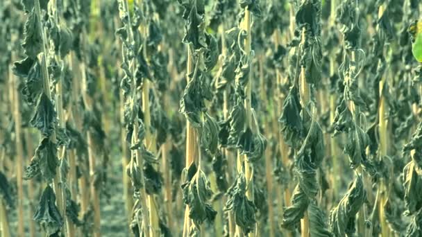 Los tallos secos y las hojas del girasol debido a la sequía — Vídeos de Stock