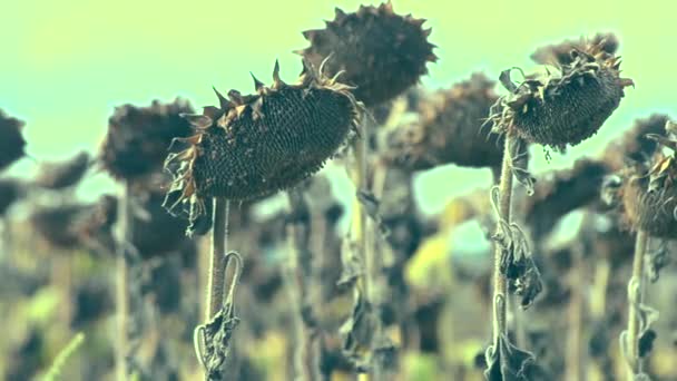 Getrocknete Sonnenblumen aufgrund der Trockenheit — Stockvideo