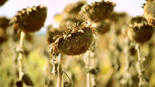 Getrocknete Sonnenblumen aufgrund der Trockenheit — Stockvideo