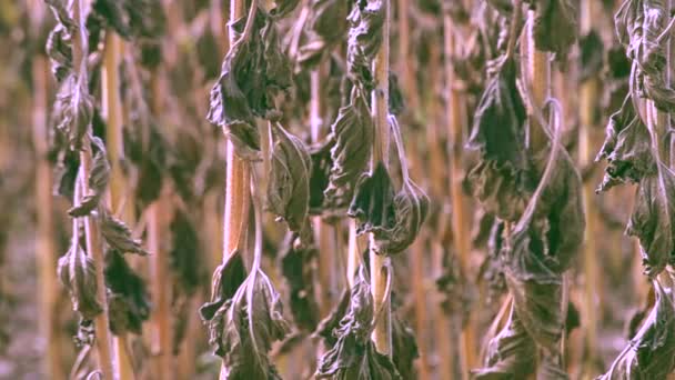 Batang kering dan daun bunga matahari karena kekeringan — Stok Video