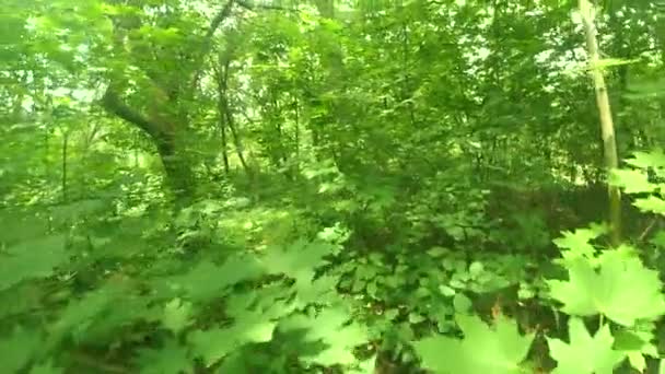 森の中を歩きます。木の上を歩く. — ストック動画