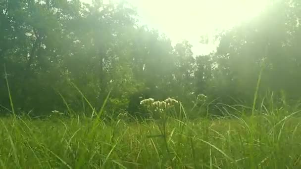 숲에서 도보로. 나무에 걸어. — 비디오