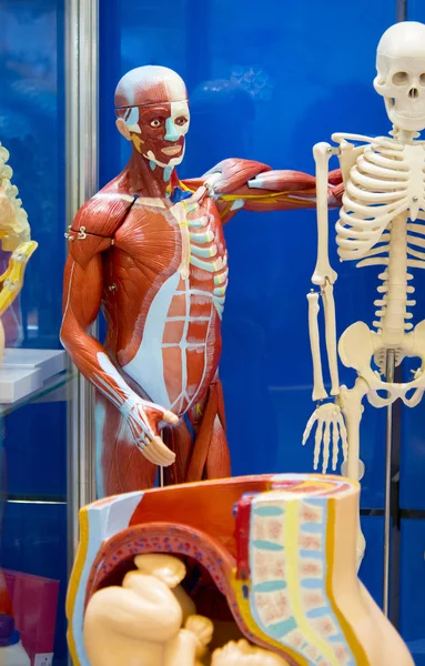 人体解剖学構造 — ストック写真