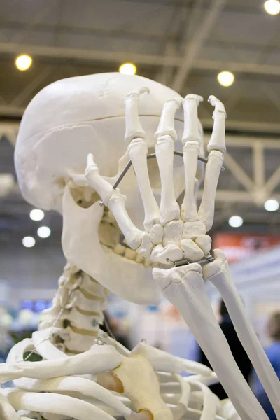 Emberi csontváz és egy emberi koponya Vértes elrendezése, — Stock Fotó