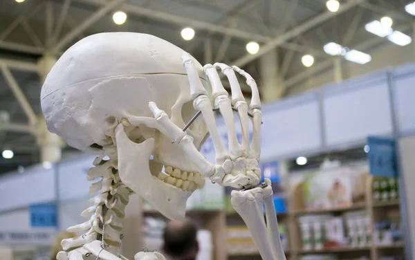 人間の骨格と人間の頭蓋骨のクローズ アップのレイアウト, — ストック写真