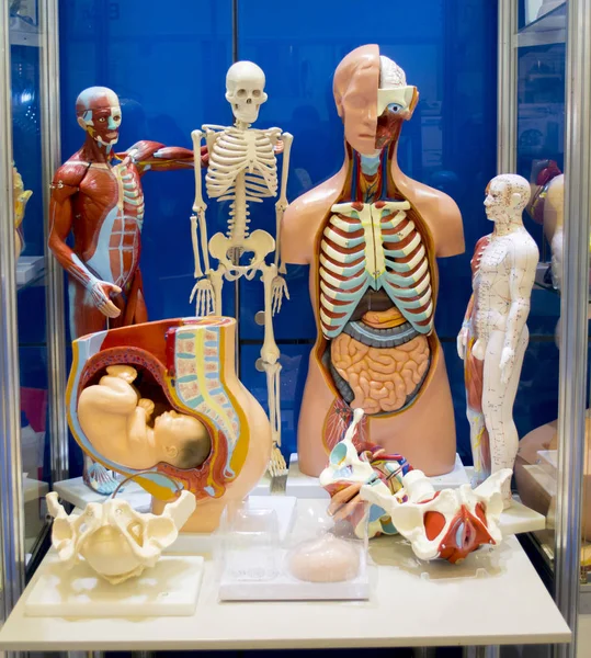 Készlet-ból orvosi képzés dummie emberi belső szervek — Stock Fotó
