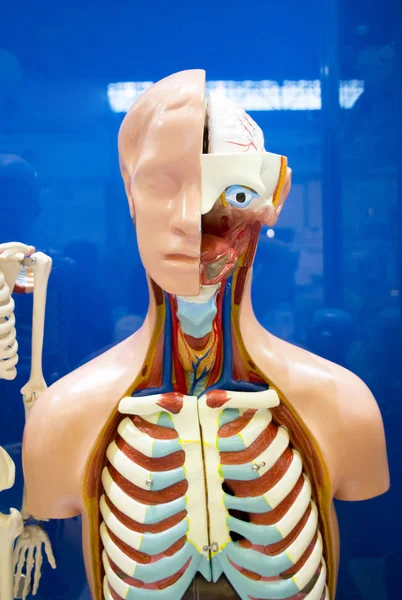 İnsan organlarını kukla