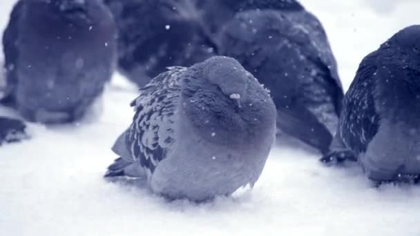 Gray pigeon dove sit on the snow on cold frosty day in winter during snowfall — Stock Video