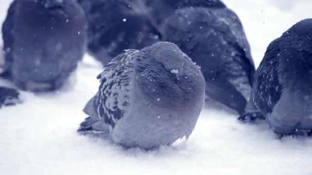 Grijze duif duif zitten in de sneeuw op de koude frosty dag in de winter tijdens de sneeuwval — Stockvideo