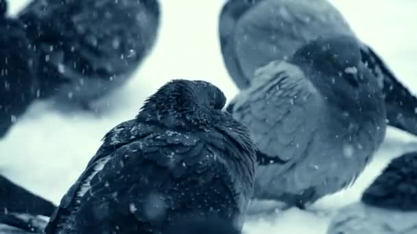灰色の鳩鳩は凍るような寒い日に雪の上に座る — ストック動画