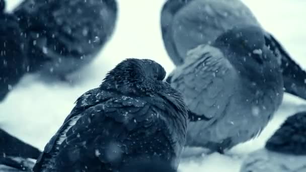 灰鸽鸽子坐在雪地上寒冷的霜冻天 — 图库视频影像