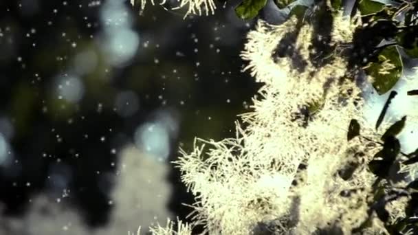 Flauschige weiße Blüten der Pflanze leuchten in der Sonne vor dem Hintergrund — Stockvideo